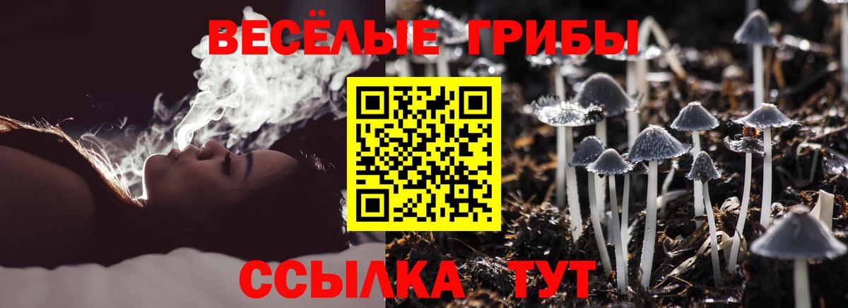 Псилоцибиновые грибы Psilocybine cubensis Кимовск
